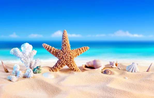 Picture sand, sea, beach, summer, star, vacation, shell, summer, beach, sand, vacation, starfish, seashells