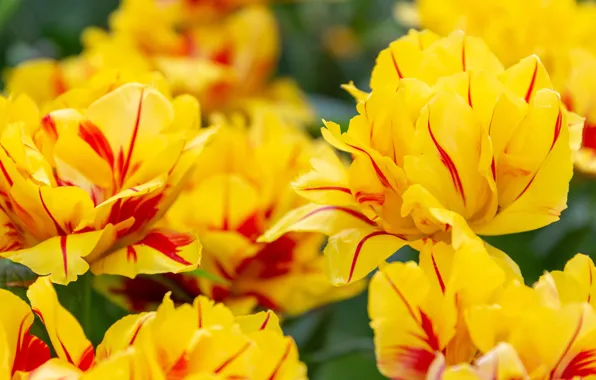 Picture macro, yellow, tulips
