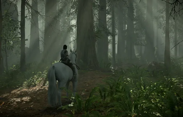 Picture forest, rays, trees, Shadow of the Colossus, In the shadow of the colossus