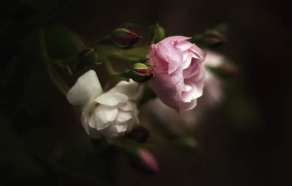 Picture leaves, flowers, the dark background, roses, blur, pink, white, buds, bokeh