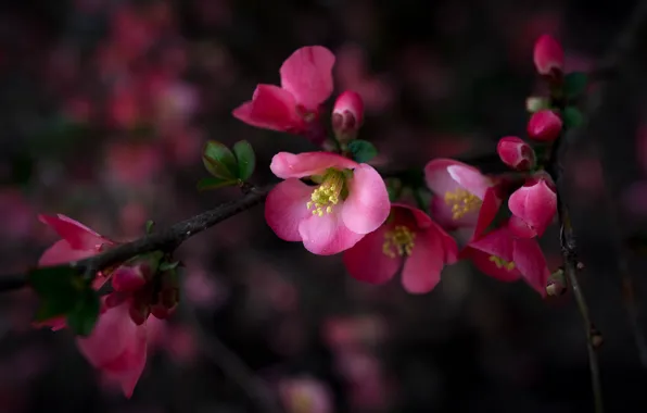 Picture flowers, the dark background, branch, spring, pink, flowering, quince
