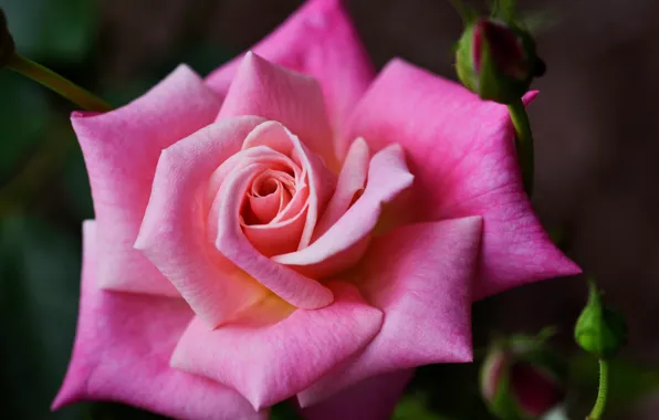 Picture rose, buds, pink color