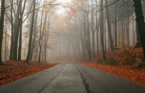 Picture road, autumn, fog