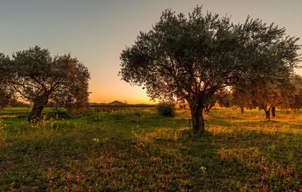 Picture field, summer, trees, sunset, the evening, meadow