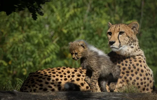 Picture nature, stay, baby, pair, cub, mom, two, cheetahs
