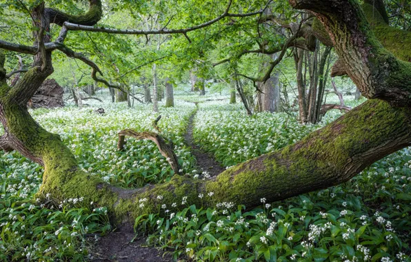 Picture greens, forest, trees, flowers, branches, Park, thickets, trunks, spring, path, ramsons, bear bow