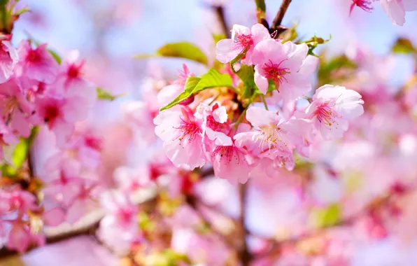 Picture light, flowers, branches, cherry, background, spring, Sakura, pink, flowering, bokeh, in bloom