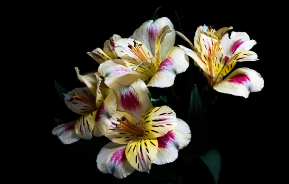 Picture flowers, the dark background, alstremeria
