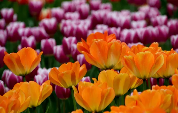 Picture flowers, spring, tulips, pink, orange, flowerbed, lilac, bokeh