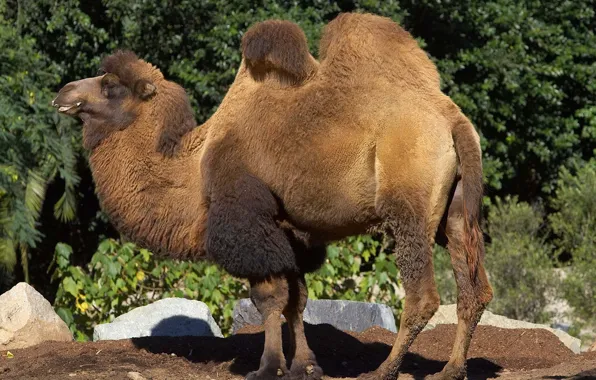 Picture nature, camel, humps