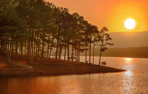 Picture forest, the sun, sunset, pine, pond