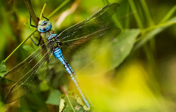 Picture leaves, macro, dragonfly, green background, blue, bokeh