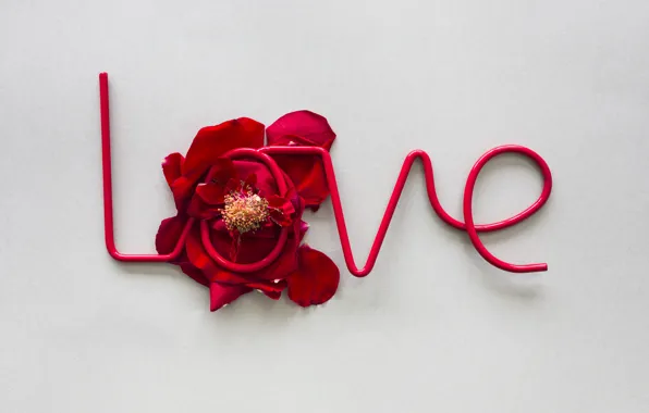 Picture love, roses, petals, red, love, rose, romantic, petals