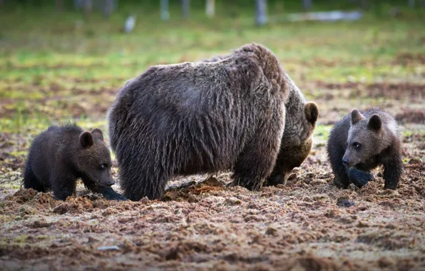 Picture animals, nature, predators, bears, bears, bear, cubs, Alexander Perov