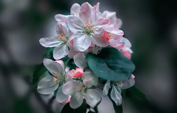 Picture branch, spring, petals, Apple, flowering, bokeh