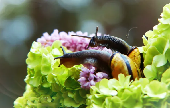 Picture summer, macro, flowers, the dark background, two, snail, snails, petals, green, pink, a couple, bokeh