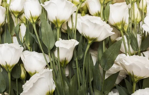 Picture flowers, bouquet, white, buds, eustoma, eustoma