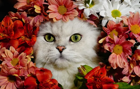 Picture white, flowers, red, Cat