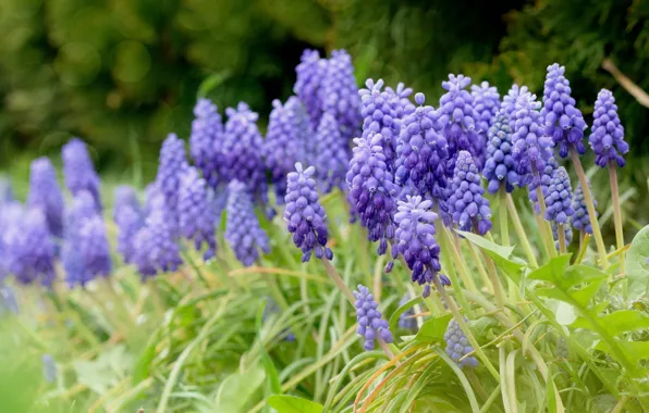 Picture flowers, blur, spring, flowerbed, lilac, bokeh, Muscari, hyacinth mouse