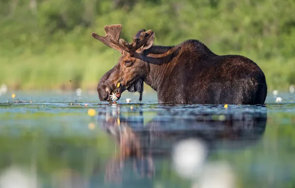 Picture flower, face, water, light, nature, pose, green, reflection, river, background, blue, bathing, horns, pond, moose, …