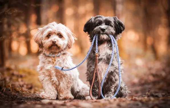 Picture dogs, pair, leash, bokeh, two dogs