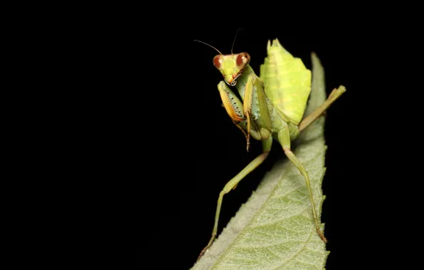 Picture macro, mantis, insect, black background