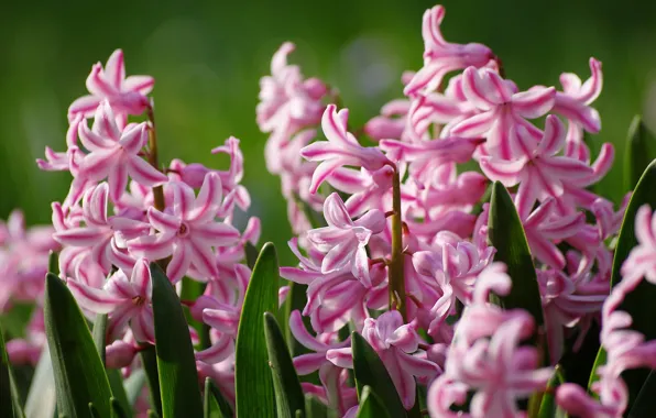 Picture leaves, macro, pink, inflorescence, Hyacinths