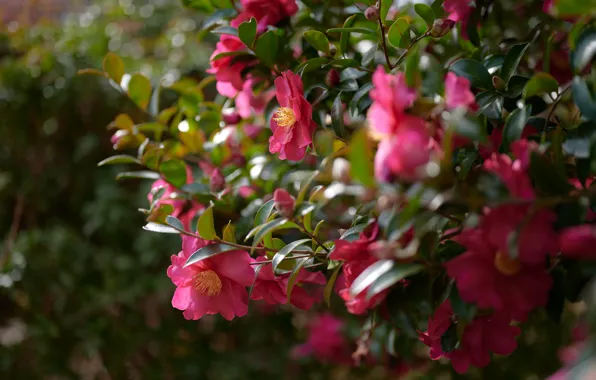 Picture leaves, light, flowers, branches, Bush, pink, bokeh, Camellia, Camellia