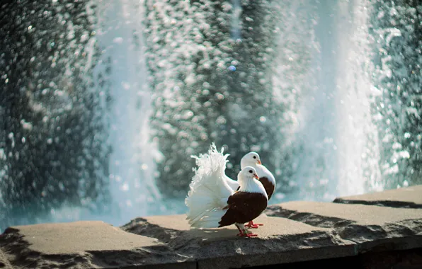 Picture water, light, birds, glare, border, pair, pigeons, fountain, a couple, bokeh