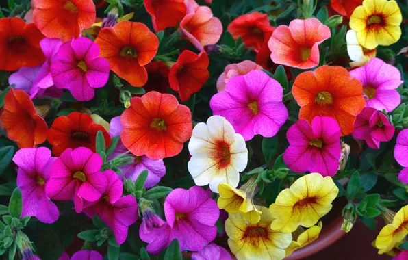 Picture summer, flowers, bright, garden, flowerbed, colorful, petunias