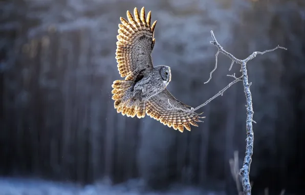 Picture winter, forest, light, snow, flight, owl, bird, branch, tree, owl, wingspan