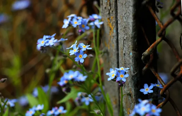 Picture the fence, flowers, forget-me-nots, blue flowers, small flowers