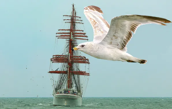 Picture sea, the sky, romance, seagulls, sailboat