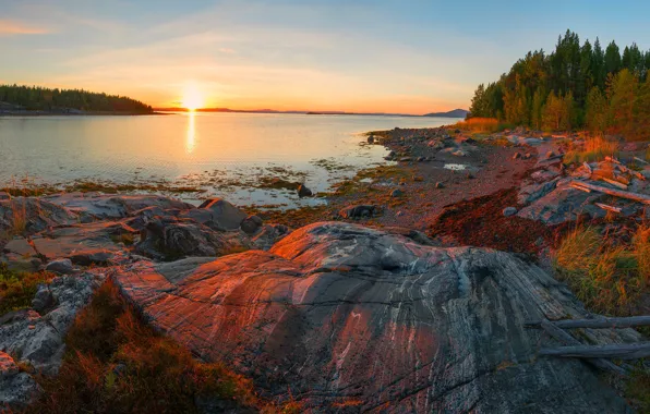 Picture forest, the sky, the sun, dawn, shore, morning, pond, rocky shore