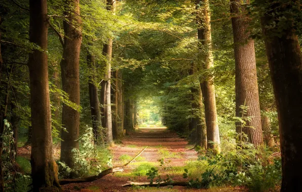 Picture road, forest, trees