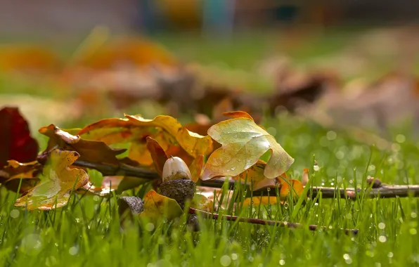 Picture drops, on the grass, acorn, oak leaves, blur bokeh