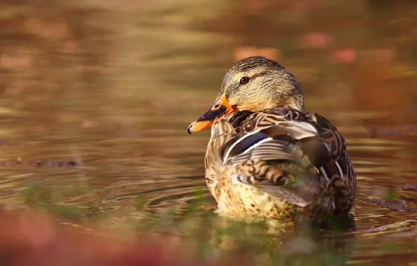 Picture bird, duck, pond