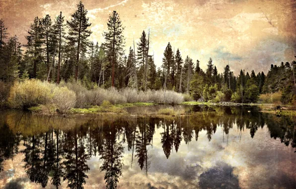 Picture forest, nature, lake