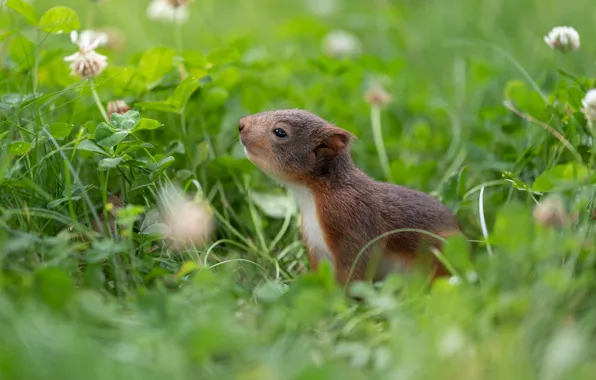 Picture grass, nature, pose, glade, baby, protein, rodent, squirrel