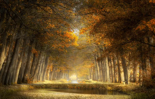 Picture autumn, trees, Park, channel