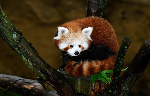 Picture look, leaves, nature, pose, background, tree, red Panda, sitting, red Panda, branches, bar