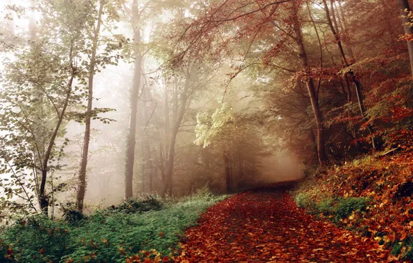 Picture autumn, forest, fog, path