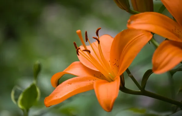 Picture macro, Lily, orange, petals, stamens