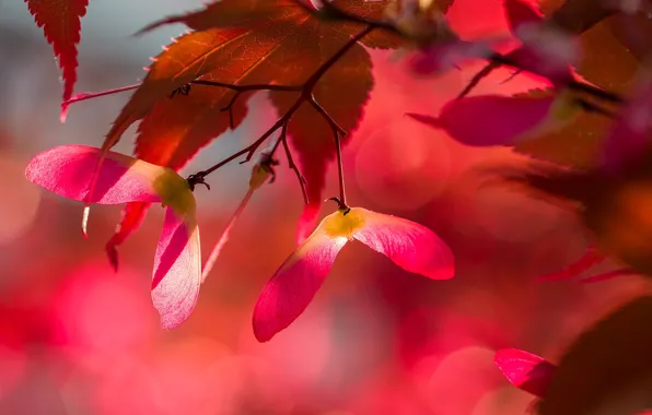Picture autumn, leaves, light, seeds, maple, maple, bokeh, autumn leaves