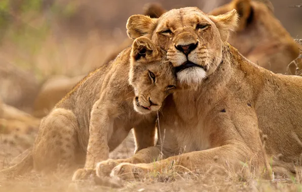 Picture Kitty, Lioness, Lion, Lions, Big cat, Uganda, Uganda, Queen Elizabeth National Park, Хищница, Национальный парк …