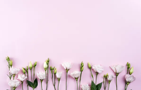 Picture flowers, white, white, pink background, chrysanthemum, flowers, beautiful, romantic, eustoma, eustoma