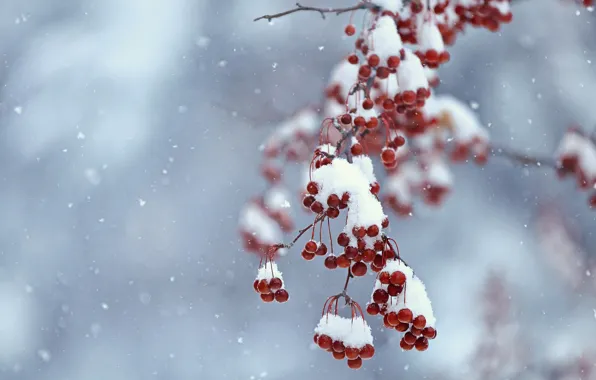 Picture winter, snow, branches, berries, fruit, red, snowfall, bokeh, Kalina, it covered