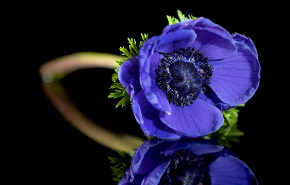 Picture flower, purple, blue, reflection, black background, anemone
