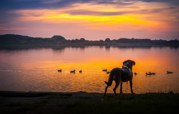 Picture sunset, birds, shore, duck, dog, pond