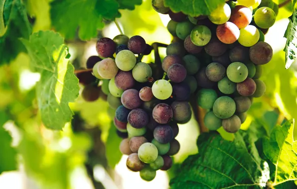 Picture leaves, light, berries, grapes, vineyard, different, bunches, bokeh